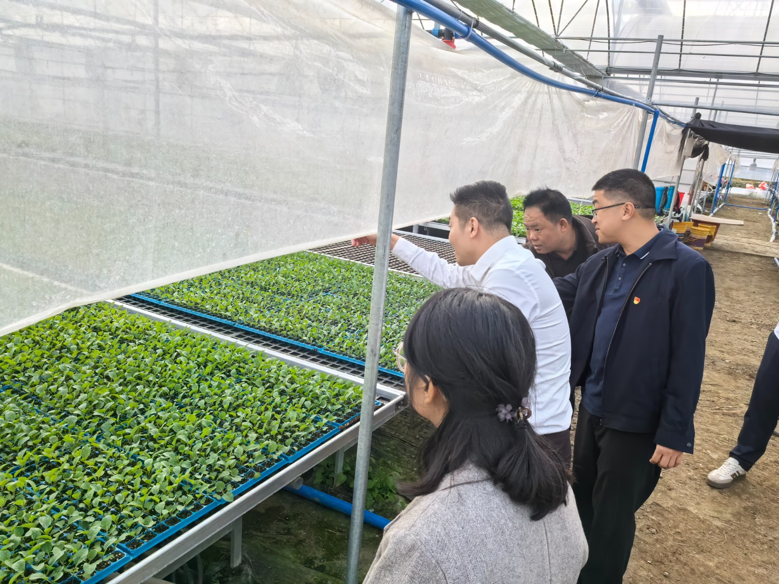 圖注：科技公司調(diào)研組參觀梅花鎮(zhèn)特色作物新技術(shù)新品種示范基地 (2).jpg